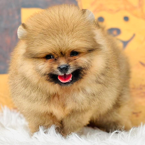 Chó Phốc Sóc lông dày dễ thương, biểu cảm vui tươi, cần chế độ ăn hợp lý để tránh béo phì