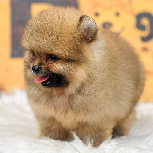 Chó Phốc Sóc Pomeranian lông nâu vàng, nhỏ nhắn và đáng yêu.