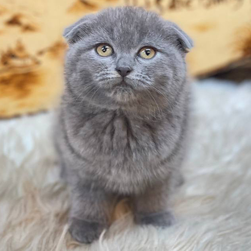 Mèo Scottish Fold lông dài xám xanh, tai cụp, mắt vàng đáng yêu.