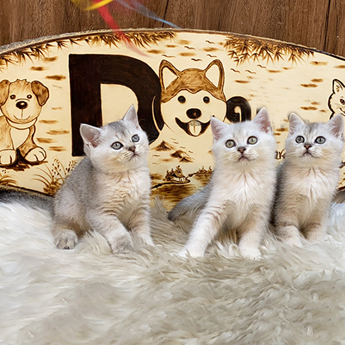 Đàn mèo Anh lông ngắn màu silver shaded với bộ lông óng mượt và đôi mắt xanh xám