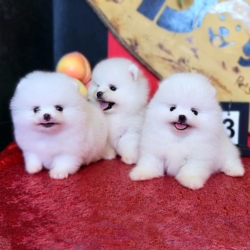 Ba chú chó Phốc Sóc con màu trắng đáng yêu.