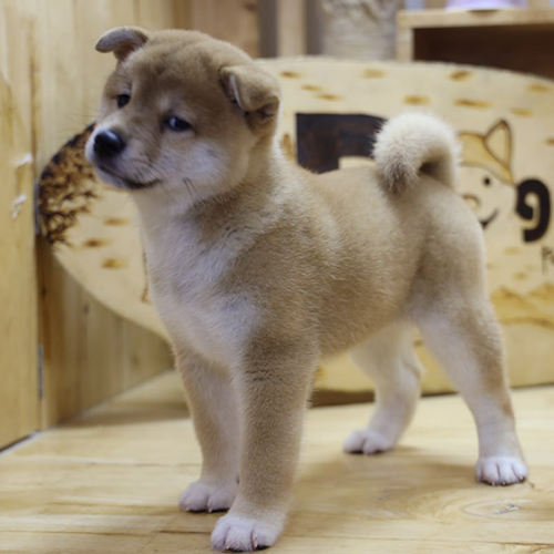 Chó Shiba Inu con đang học đứng yên theo lệnh
