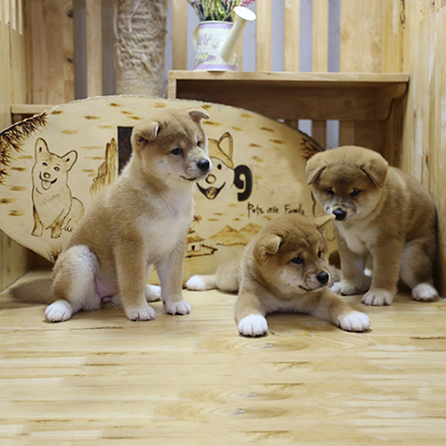 Ba chú chó Shiba Inu con thuần chủng, có giấy VKA và gắn chip, tại trại giống Chomeocanh.com