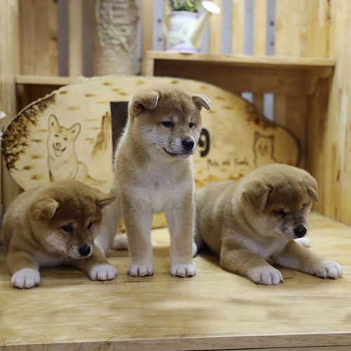 Ba chú chó Shiba Inu con đang nằm và đứng trên sàn gỗ