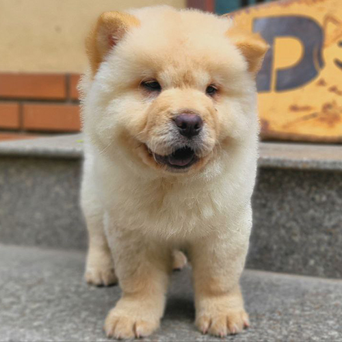 Chó Chow Chow màu vàng kem thuần chủng đứng trước cửa nhà