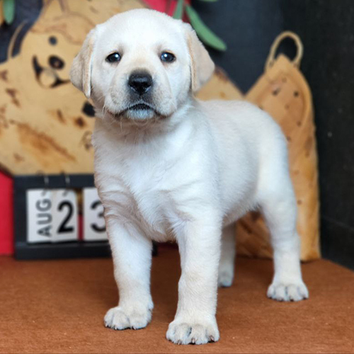 Chó Labrador Retriever thuần chủng màu vàng kem đứng nghiêm