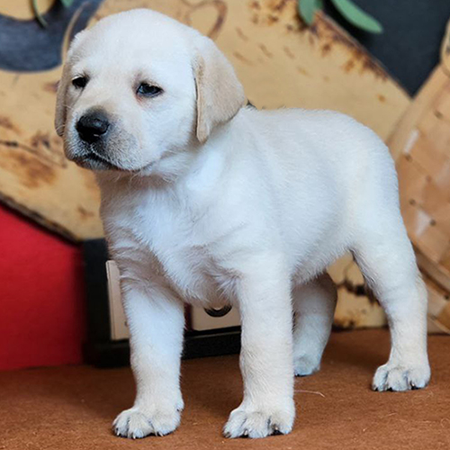 Chó Labrador trắng đứng nghiêm chỉnh trên nền gỗ