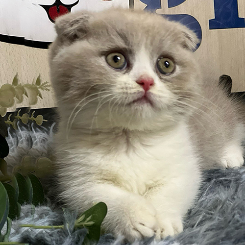 Mèo Scottish Fold tai cụp màu bi lilac đáng yêu.
