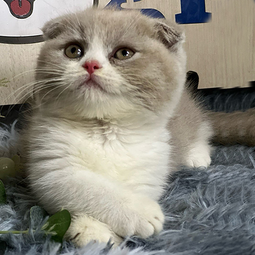 Mèo Munchkin chân ngắn tai cụp lông bicolor lilac đáng yêu