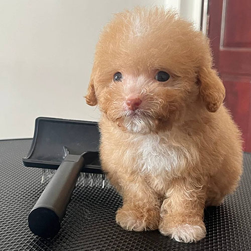 Chó Poodle teacup lông vàng mơ ngồi cạnh bàn chải lông