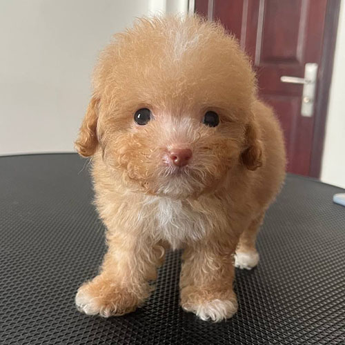 Chó Poodle 2 tháng tuổi đáng yêu với bộ lông xoăn mềm.
