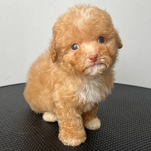 Chó Poodle con lông vàng mơ pha trắng đáng yêu.