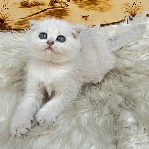 Mèo Scottish Fold tai cụp silver đáng yêu với bộ lông mềm mại.