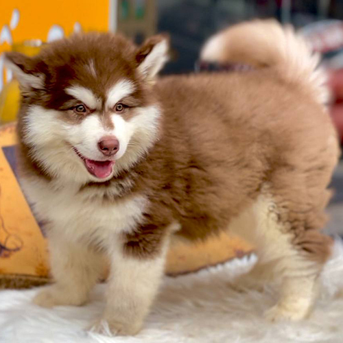 Chó Alaska nâu đỏ đực lông dày bông xù đang đứng trên thảm lông trắng