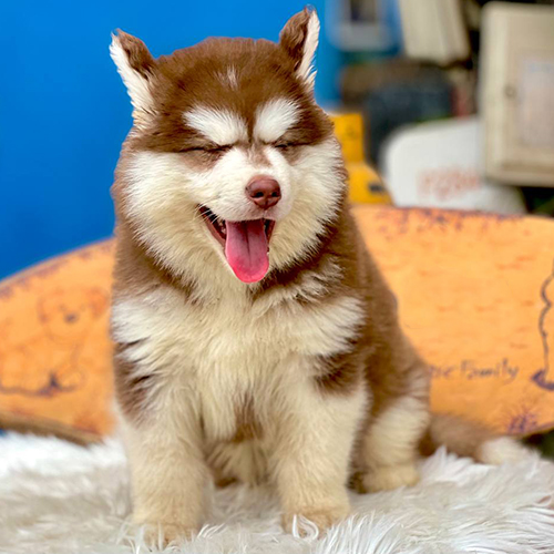 Chó Alaska thuần chủng với bộ lông nâu đỏ và trắng, khuôn mặt đáng yêu.