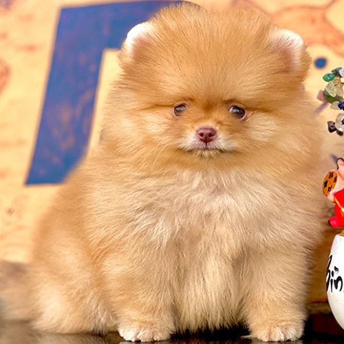 Chó Pomeranian màu cam với bộ lông bồng bềnh.