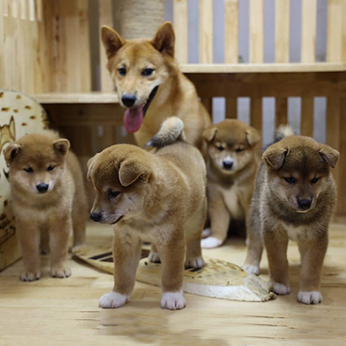 Chó mẹ Shiba Inu cùng bốn chú chó con trong chuồng gỗ