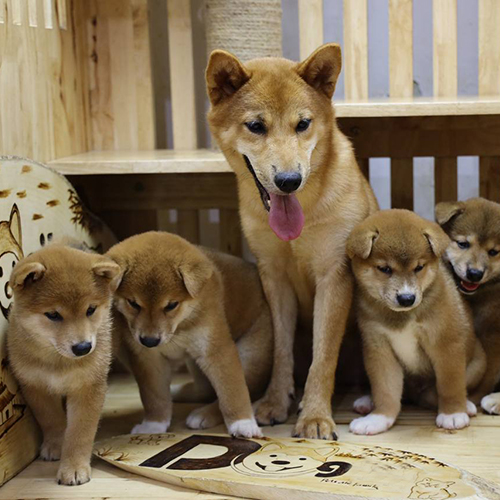 Mẹ chó Shiba cùng đàn con thuần chủng trong chuồng gỗ, thể hiện ngoại hình chuẩn giống Nhật Bản