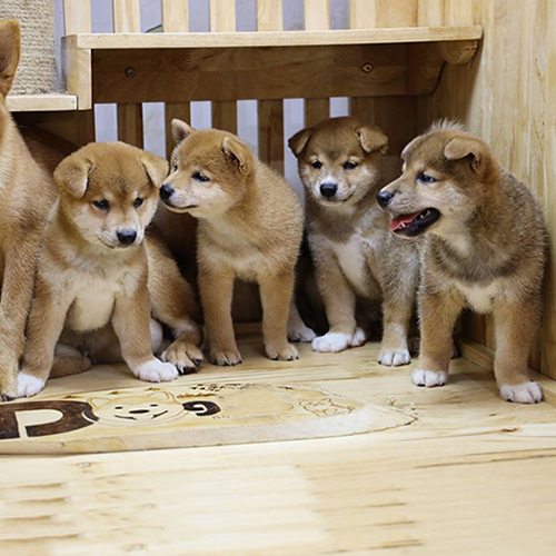 Đàn chó Shiba Inu con trong chuồng gỗ