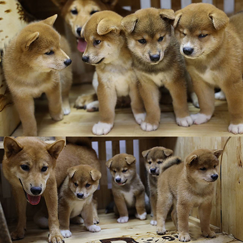 : Đàn Shiba Inu vàng trắng thuần chủng dễ thương