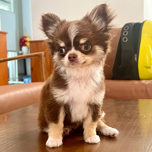 Chó Chihuahua lông xù nhỏ xíu, lông nâu trắng, ngồi trên bàn gỗ.