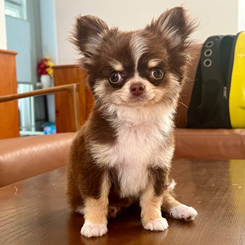 Chihuahua bò sữa nâu socola lông dài ngồi trên bàn gỗ