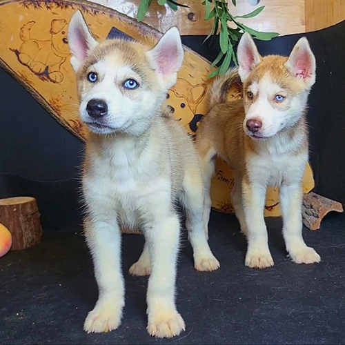 Hai chú chó Husky con thuần chủng màu vàng trắng, mắt xanh, đứng trong góc chụp studio