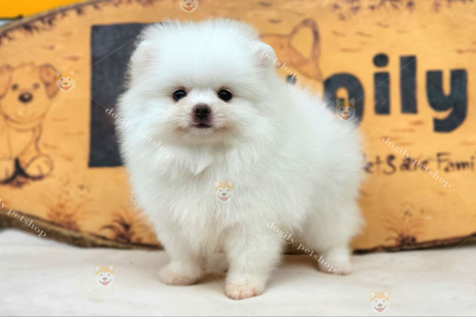 Cách vẽ chó Phốc sóc đơn giản