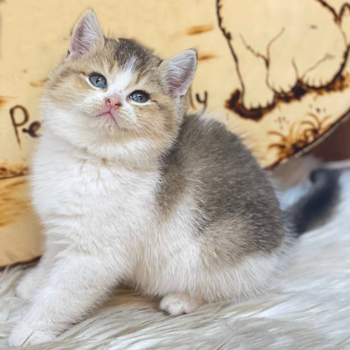 Mèo Anh lông ngắn Golden Shaded Bicolor, lông trắng vàng, mặt bầu bĩnh dễ thương.