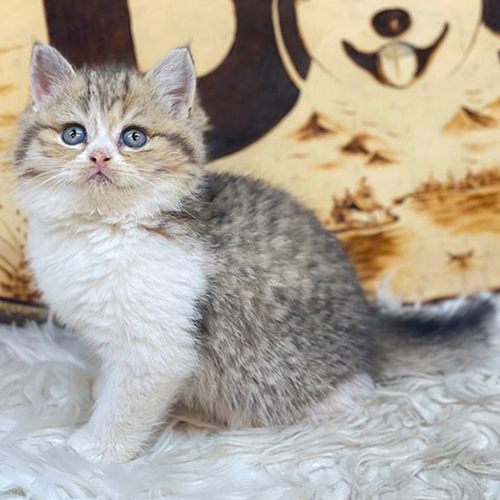 Mèo Scottish Straight tai thẳng màu tabby bicolor đáng yêu tại trại mèo Chomeocanh.com