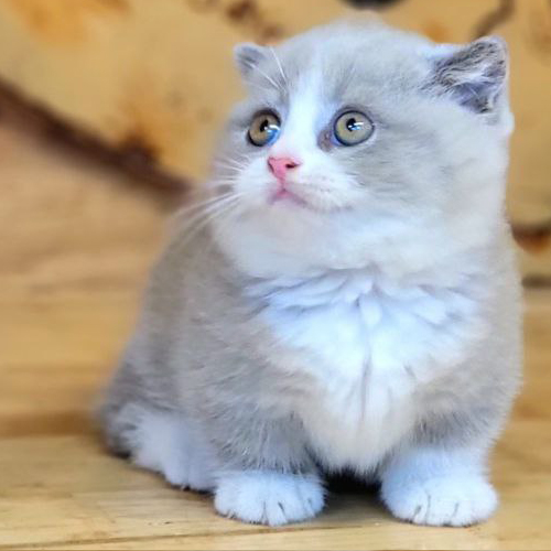 Mèo Scottish tai cụp Munchkin chân ngắn bicolor lilac đáng yêu