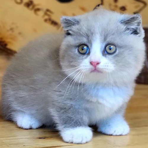 Mèo Scottish chân ngắn bicolor đáng yêu với đôi mắt tròn.