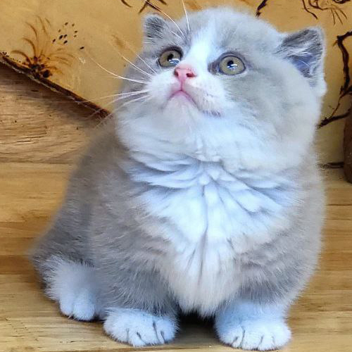 Mèo Munchkin chân ngắn Bicolor Lilac với bộ lông mềm mượt đáng yêu.