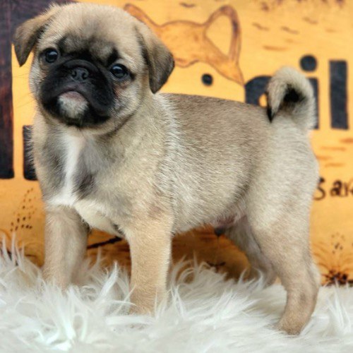 Chó Pug con lông nâu vàng, mặt nhăn đặc trưng, đứng trên thảm lông trắng.