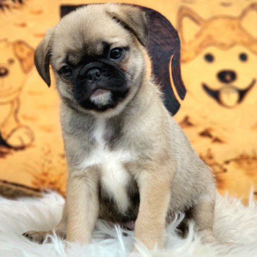 Chó Pug con mặt xệ lông vàng nâu ngồi trên thảm trắng, biểu cảm dễ thương.