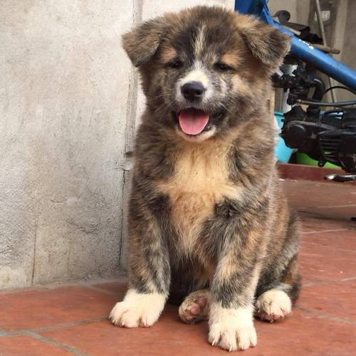 Chó Akita Inu con lông 2 lớp màu vện hiếm đẹp nổi bật