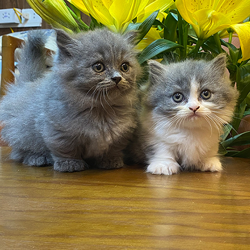 Hai bé mèo Munchkin chân ngắn lông dài màu xám xanh và bicolor siêu đáng yêu