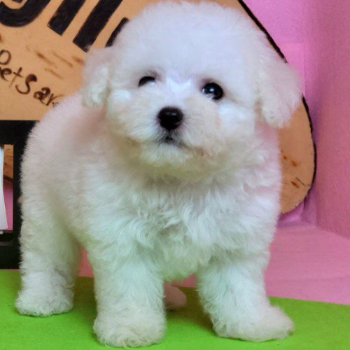 Chó Bichon Frise con trắng tinh đáng yêu.