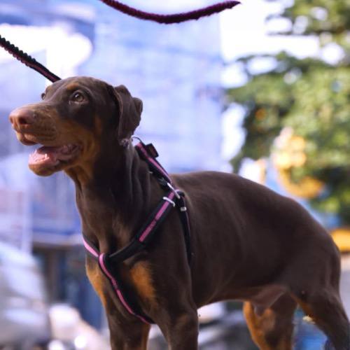 Chó Doberman Pinscher đứng trên phố, dáng oai vệ, đang cảnh giác quan sát.