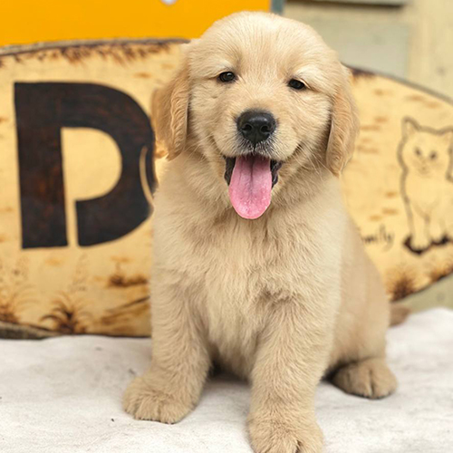 Chó Golden Retriever con ngồi ngoan và nghe lời chủ
