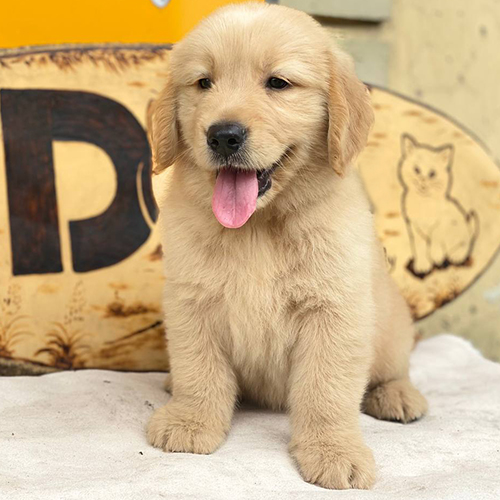 Chó Golden Retriever đực con ngồi thè lưỡi dễ thương