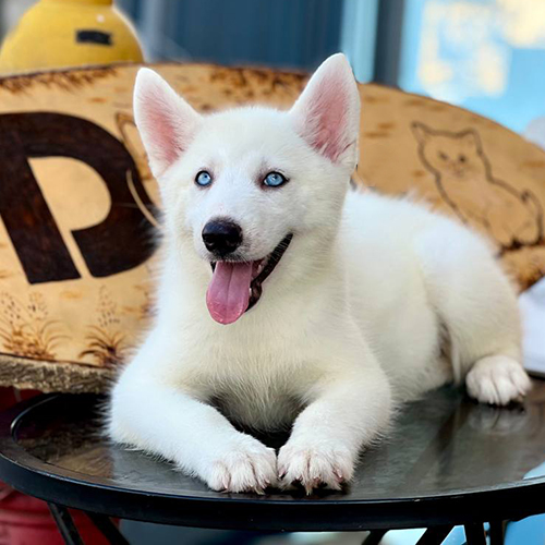 Chó Husky trắng thuần chủng đang nằm thư giãn trên bàn, có đôi mắt màu xanh dương cực đẹp