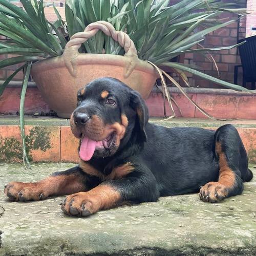 Chó Rottweiler con nằm thư giãn ngoài sân