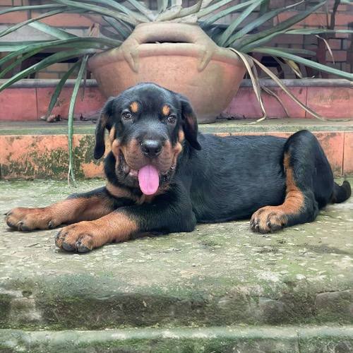 Chó Rottweiler nằm thư giãn, giống chó giữ nhà thông minh và dễ dạy.