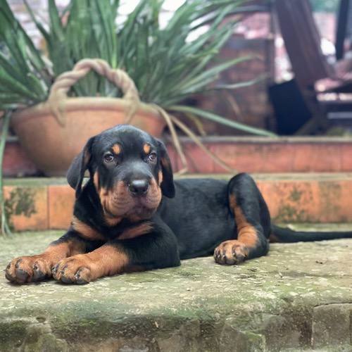 Chó Rottweiler con nằm nghỉ, thân hình chắc khỏe và ánh mắt lanh lợi.