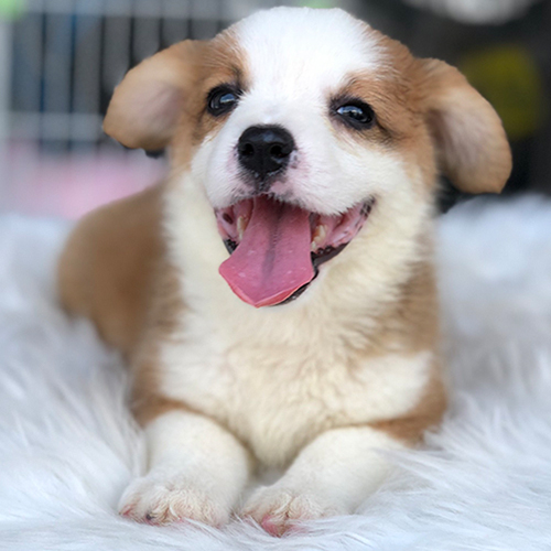 Chó Corgi tai cụp đang nằm cười tươi trên thảm lông trắng