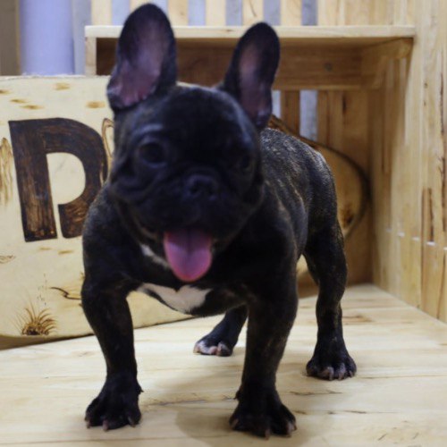 Chó French Bulldog thuần chủng đen vện siêu đáng yêu