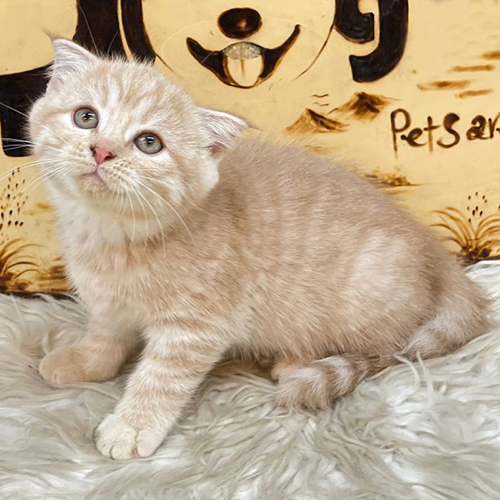 Mèo Scottish Fold con lông kem vằn, tai cụp, mắt xanh đáng yêu.