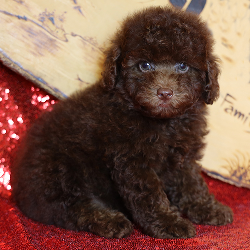Chó Poodle con lông nâu chocolate mềm mượt đáng yêu.