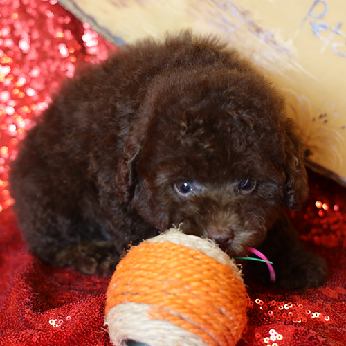 Chó Poodle nâu chơi đùa với món đồ chơi yêu thích.